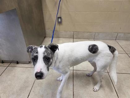 Shelter Stray Male Dog last seen Near PARKSVILLE WAY, City of Cedar Park, TX, 1855 SE Inner Loop, Georgetown, TX 78626, USA