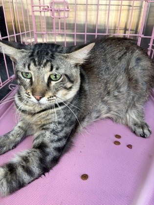 Shelter Stray Unknown Cat last seen 200-Blk Ameswood Dr, City of Round Rock, TX, 1855 SE Inner Loop, Georgetown, TX 78626, USA