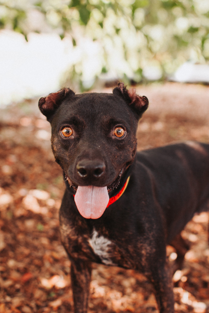 Shelter Stray Female Dog last seen Near Rivers Avenue, North Charleston, SC, 2455 Remount Rd, North Charleston, SC 29406, USA