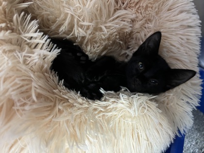 Shelter Stray Female Cat last seen Near anderson, Coppell, TX, 821 S Coppell Rd, Coppell, TX 75019, USA