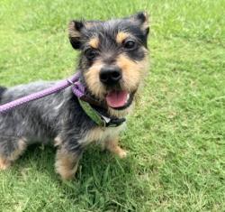 Shelter Stray Male Dog last seen Near S River Rd, 70802, LA, 2550 Gourrier Ave, Baton Rouge, LA 70820, USA