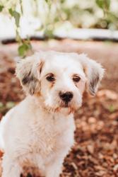 Shelter Stray Male Dog last seen Railroad Avenue (on the railroad), North Charleston, SC, 2455 Remount Rd, North Charleston, SC 29406, USA