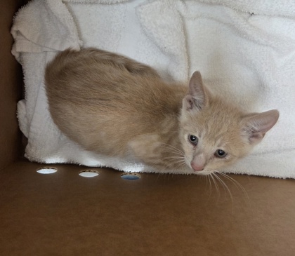 Shelter Stray Male Cat last seen El Caprice Dr, Rancho Cordova, CA, 6201 Florin Perkins Rd, Sacramento, CA 95828, USA