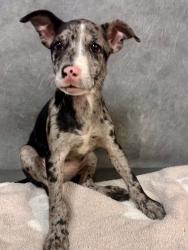 Shelter Stray Female Dog last seen Castleman Drive / Mayfield, Cedar Hill, TX, 1150 E Pleasant Run Rd, Cedar Hill, TX 75104, USA