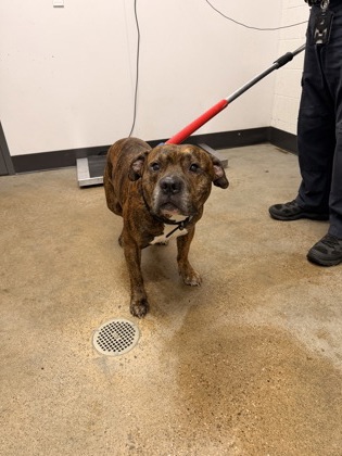 Shelter Stray Male Dog last seen Near Florian, 1st District, OH, 9203 Detroit Ave, Cleveland, OH 44102, USA