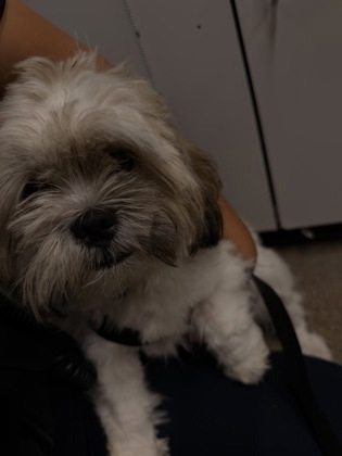Shelter Stray Male Dog last seen Near E 84, 3rd District, OH, 9203 Detroit Ave, Cleveland, OH 44102, USA