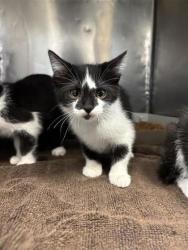 Shelter Stray Female Cat last seen Near Michael P ANderson, CITY of El Paso, TX, 5001 Fred Wilson Ave, El Paso, TX 79906, USA