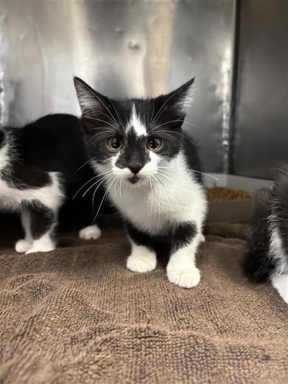 Shelter Stray Female Cat last seen Near Michael P ANderson, CITY of El Paso, TX, 5001 Fred Wilson Ave, El Paso, TX 79906, USA