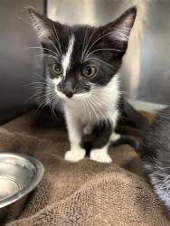 Shelter Stray Male Cat last seen Near Michael P ANderson, CITY of El Paso, TX, 5001 Fred Wilson Ave, El Paso, TX 79906, USA