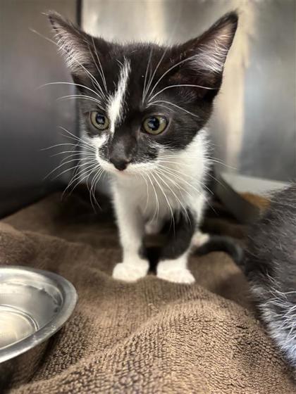 Shelter Stray Male Cat last seen Near Michael P ANderson, CITY of El Paso, TX, 5001 Fred Wilson Ave, El Paso, TX 79906, USA