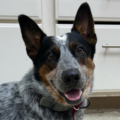 Shelter Stray Male Dog last seen Catalina Hill Ct/ Macy Rd, Brazos County, TX, 5359 Leonard Rd, Bryan, TX 77807, USA