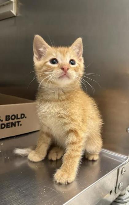 Shelter Stray Male Cat last seen Near Bridgeview Rd, 21225, MD, 2490 Giles Rd, Baltimore, MD 21225, USA