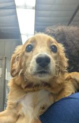 Shelter Stray Male Dog last seen , , NM, 1209 NM-314, Los Lunas, NM 87031, USA