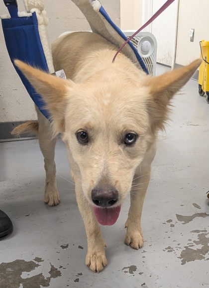 Shelter Stray Female Dog last seen Near Amy (ACO-AM), Valencia,, 1209 NM-314, Los Lunas, NM 87031, USA