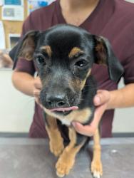 Shelter Stray Male Dog last seen , , NM, 1209 NM-314, Los Lunas, NM 87031, USA