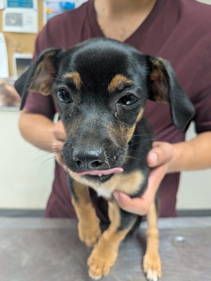 Shelter Stray Male Dog last seen , , NM, 1209 NM-314, Los Lunas, NM 87031, USA