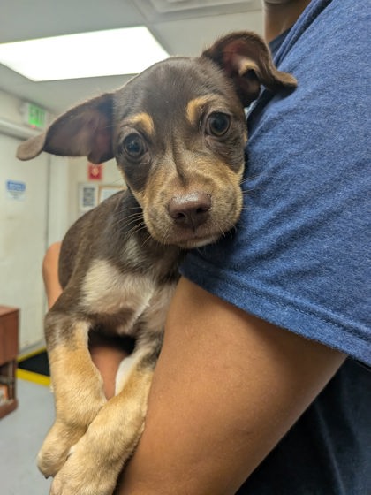 Shelter Stray Male Dog last seen , , NM, 1209 NM-314, Los Lunas, NM 87031, USA