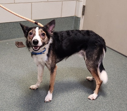 Shelter Stray Male Dog last seen Chantilly, VA 20151, Tabscott Dr & Curry Pl, Fairfax County, VA, 4500 West Ox Rd, Fairfax, VA 22030, USA