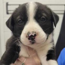 Shelter Stray Female Dog last seen E 84th St & Euclid Ave, 64132, 64132, MO, 7077 Elmwood Ave, Kansas City, MO 64132, USA