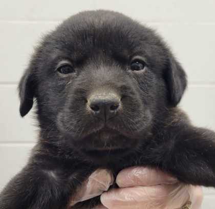 Shelter Stray Female Dog last seen E 84th St & Euclid Ave, 64132, 64132, MO, 7077 Elmwood Ave, Kansas City, MO 64132, USA