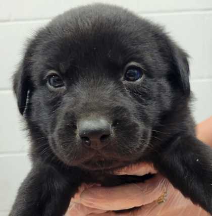 Shelter Stray Female Dog last seen E 84th St & Euclid Ave, 64132, 64132, MO, 7077 Elmwood Ave, Kansas City, MO 64132, USA
