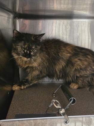 Shelter Stray Female Cat last seen Near Carson Dr, 75149, TX, 1650 Gross Rd, Mesquite, TX 75149, USA
