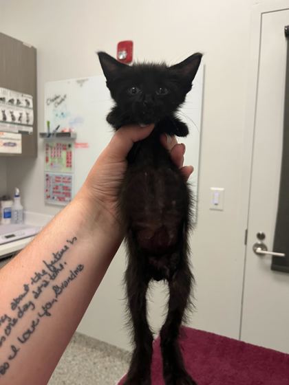 Shelter Stray Male Cat last seen Near Topping Avenue, 64126, MO, 7077 Elmwood Ave, Kansas City, MO 64132, USA