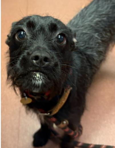 Shelter Stray Female Dog last seen Edes Ave & Clara St, Oakland, CA, 1101 29th Ave, Oakland, CA 94601, USA