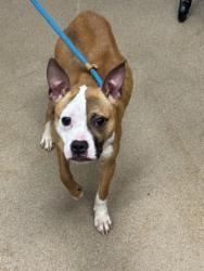 Shelter Stray Female Dog last seen N Hairston Rd, 30083, GA, 3280 Chamblee Dunwoody Rd, Chamblee, GA 30341, USA