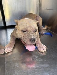 Shelter Stray Male Dog last seen Near GRIGGS AVE, East District,, 355 Hillshire Dr, Haslet, TX 76052, USA