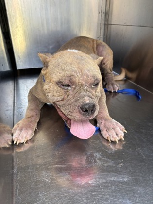 Shelter Stray Male Dog last seen Near GRIGGS AVE, East District,, 355 Hillshire Dr, Haslet, TX 76052, USA
