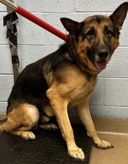 Shelter Stray Male Dog last seen Near English Oak Drive, 30340, GA, 3280 Chamblee Dunwoody Rd, Chamblee, GA 30341, USA