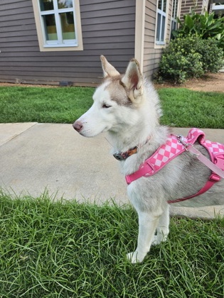 Shelter Stray Female Dog last seen Near Caroline St NE, Atlanta, GA 30307, 30307, GA, 3280 Chamblee Dunwoody Rd, Chamblee, GA 30341, USA
