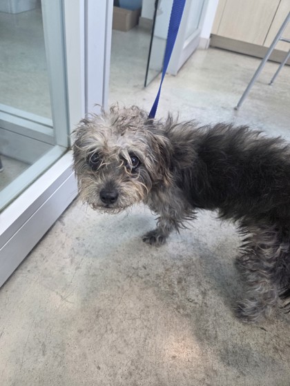 Shelter Stray Female Dog last seen Berry and 35, East District, TX, 355 Hillshire Dr, Haslet, TX 76052, USA