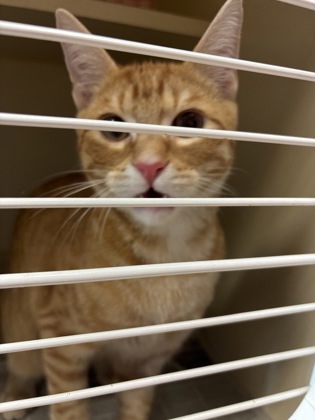 Shelter Stray Male Cat last seen Near Iverness Drive, Stone Mountain 30083, 30083, GA, 3280 Chamblee Dunwoody Rd, Chamblee, GA 30341, USA