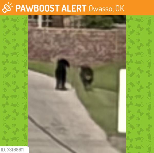 Found/Stray Unknown Dog last seen At the top of the hill in the neighborhood, Owasso, OK 74055