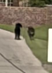 Found/Stray Unknown Dog last seen At the top of the hill in the neighborhood, Owasso, OK 74055