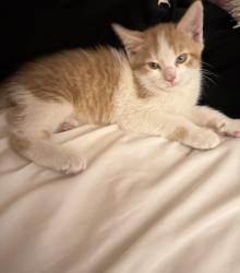 Lost Male Cat last seen Near highland blvd, Brooklyn, NY 11207