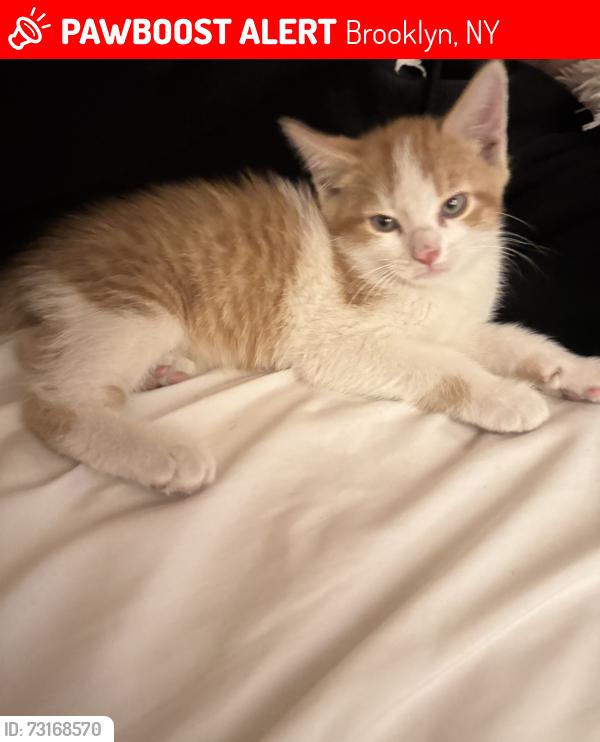 Lost Male Cat last seen Near highland blvd, Brooklyn, NY 11207