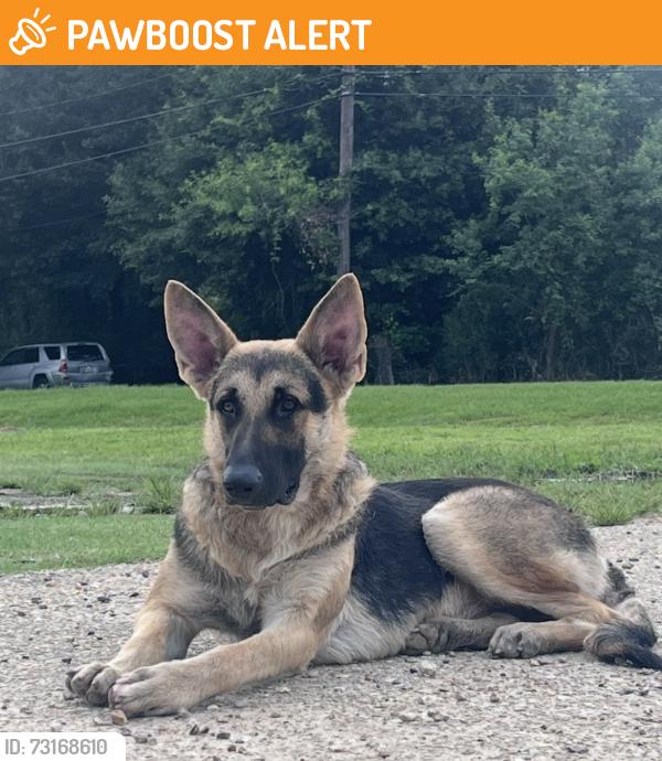 Found/Stray Male Dog last seen Old Hammond hwy and Florida Blvd, Park Forest/LA North, LA 70819