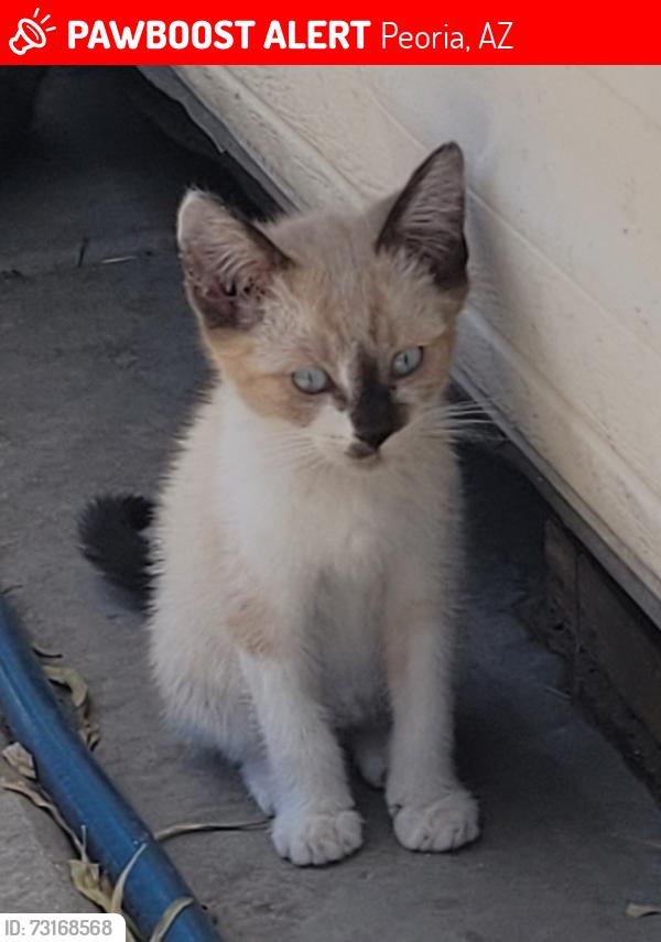 Lost Female Cat last seen 85th Drive and W El Camanito, Peoria, AZ 85345