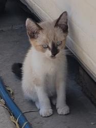 Lost Female Cat last seen 85th Drive and W El Camanito, Peoria, AZ 85345