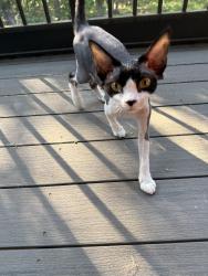 Reunited Female Cat last seen HH near Calvey Creek Rd, Robertsville, MO 63072