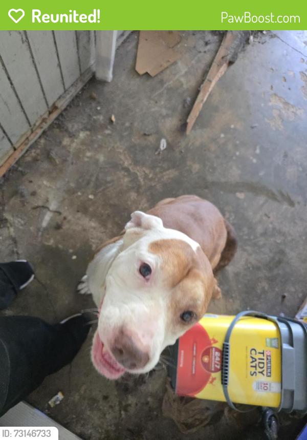 Reunited Female Dog last seen Forest hill road, Macon, GA 31210