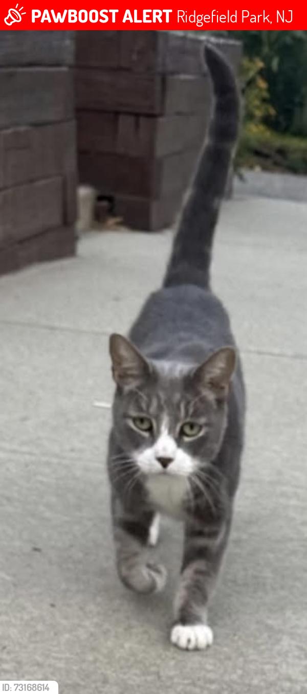 Lost Male Cat last seen Cutter st, Ridgefield Park, NJ 07660