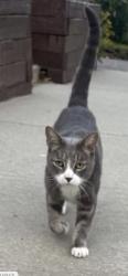 Lost Male Cat last seen Cutter st, Ridgefield Park, NJ 07660