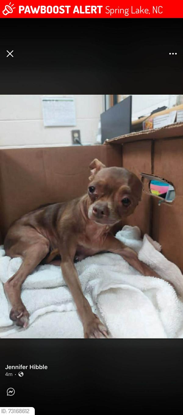 Lost Female Dog last seen Near post office spring lake, Spring Lake, NC 28390