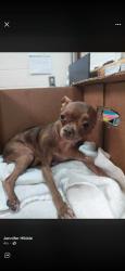 Lost Female Dog last seen Near post office spring lake, Spring Lake, NC 28390