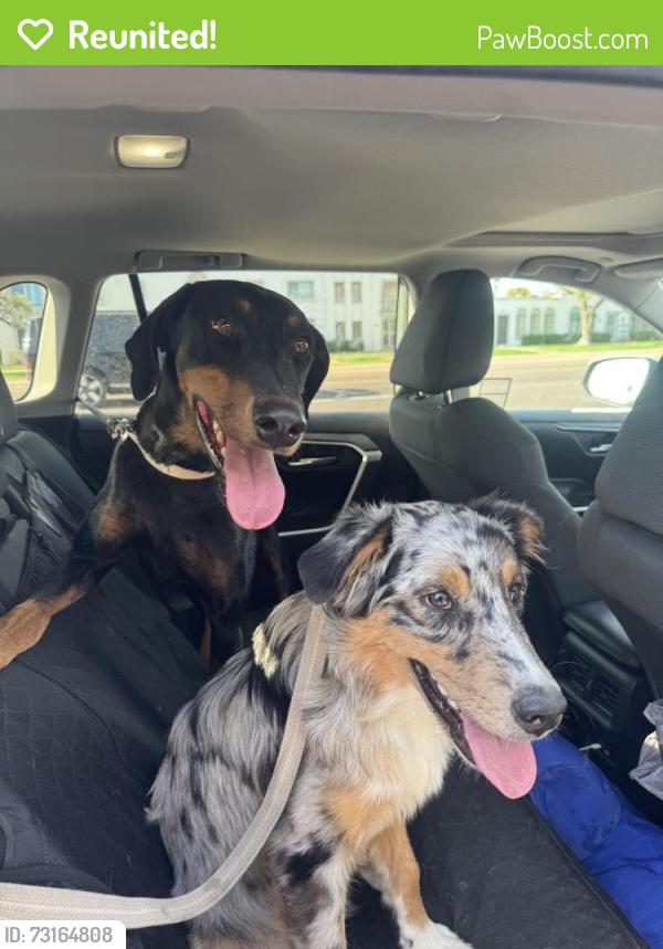 Reunited Unknown Dog last seen Chaparral and 83rd, Scottsdale, AZ 85250
