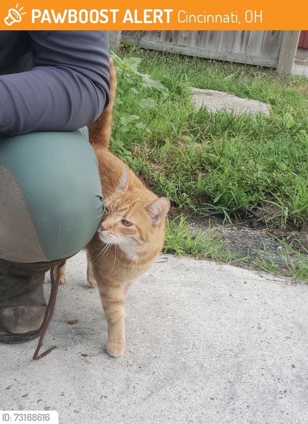 Found/Stray Male Cat last seen Winton Woods Farm and Equestrian, Cincinnati, OH 45231
